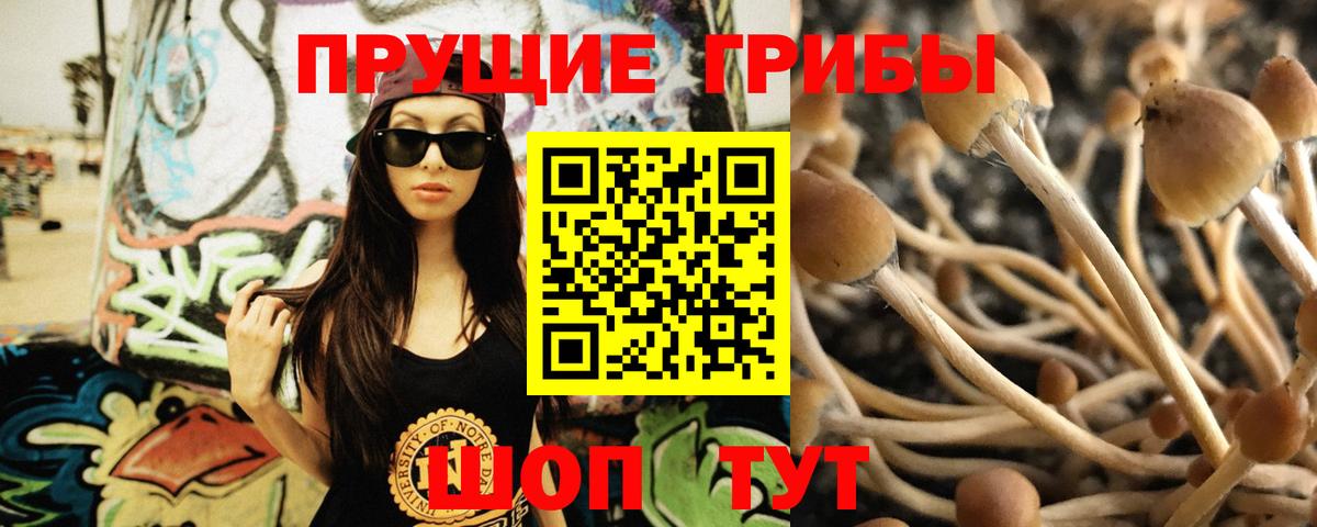 Галлюциногенные грибы Psilocybe Кинель